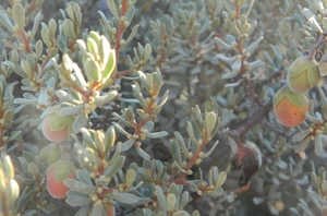 سیب ستاره ای آفریقای جنوبی